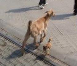 Taksim Meydanı, bu kez iki farklı aşığı misafir etti. Sahibiyle birlikte meydanı gezmeye geleni keçi ile horozun bir birlerine olan bağı, görenleri hayrete düşürdü. Horoz, Taksim'de gezinen keçiyi bir an olsun yalnız bırakmadı.(CİHAN/Sümer Avcı)