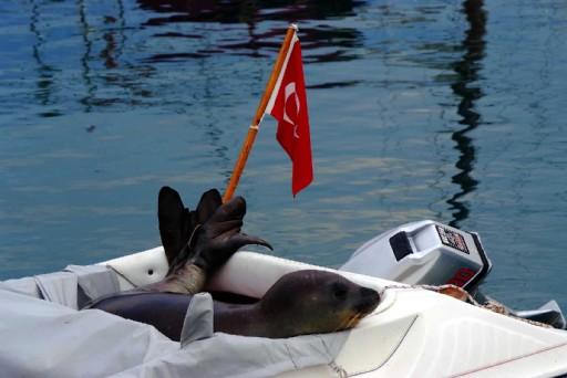 Fox Badem'in keyfi yerinde ama balıkçılar tedirgin
