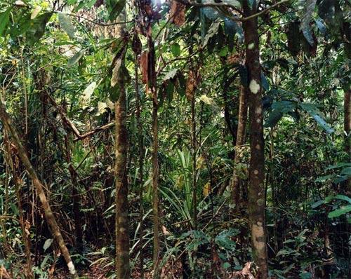 Thomas Struth
Cennet dizisi
