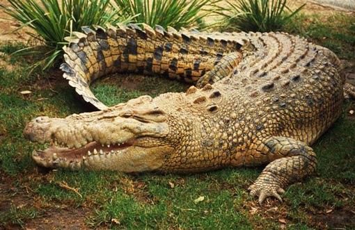 AUSTRALIAN SALTWATER CROCODILE/AVUSTURALYALI TUZLU SU TİMSAHI;
Önce suya uzanıp yoldan geçenleri gözler.Kurbanını seçtikten sonra gözünü karartır ve seçtiği kurbanı suyun içine çekerek boğar.