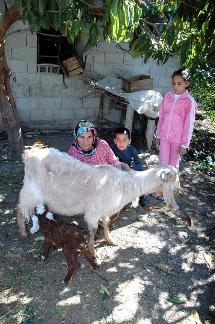 Keçi besleyen Cırık ailesi, böylesine ilginç bir doğuma şahitlik etmenin şaşkınlığını yaşıyor.<p>
<p/><p>İlçe merkezinde evinin bahçesinde keçi besleyen Durdu Cırık, "Çocukluğumdan bu yana keçi yetiştiriciliği yapıyorum. Binlerce hayvana doğum yaptırdım. Ancak böyle bir doğumu ilk kez görüyorum. Bir keçinin kuzu doğurması olacak iş değil, görmesem, yaşamasam inanamam" dedi.