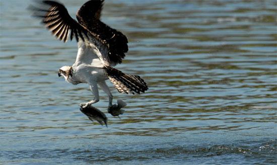 Bazı kuşlar balık yemeyi çok sever. Etobur kuş türleri için balık son derece lezzetli bir öğündür. Kuşların balık avlarından o an fotoğrafları: