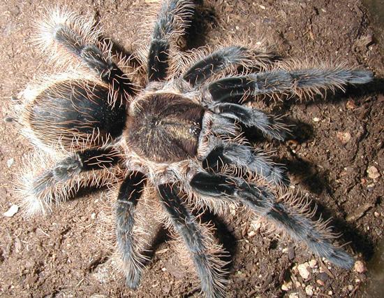 TARANTULA
<br><br>Soluk renkleri tozlu ortamlarıyla uyum içerisindedir.