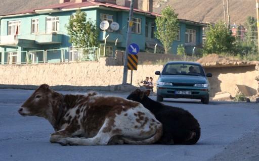 Hakkari'de çevre yoluna yatan inekler, trafiğin aksamasına yol açıyor.
