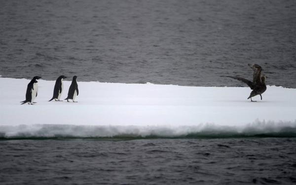 <p>Avusturalya Antartika Bölümü Araştırmacıları Adelie penguenlerinin yüzlerce devasa buz dağının arasından geçip Commonwealth Körfezine gidişini görüntülemek için, denizde 20 km hızla devasa buzulu kırmaya çalıştı.</p>

<p>Antartika'ya inen ilk Ünlü kutup kaşifi Douglas Mawson'ın yerinde (Antartika'ya çıkış yerinde) araştırmacı ekibi ve Avustralya Antartik Bölümü personeli, Avustralyalı jeolog ve kaşif Douglas Mawson'ın Antartika'ya çıkışının 100. yıl dönümünü kutlayacak..</p>