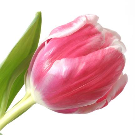 Pembe lale: Anlayış