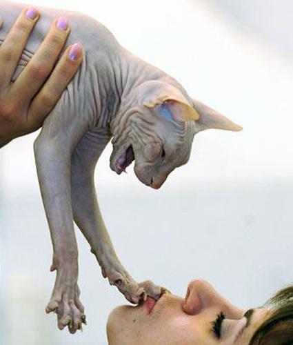 Sfenks Kedisi (Tüysüz Kedi) Dünyada bilinen tüysüz üç kedi ırkından biridir. Doğduklarında kısada olsa tüm vücutları tüylerle kaplıdır ve daha sonra büyüdükçe tamamen tüysüz kalırlar