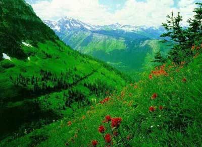 <b>YAŞAM MÜCADELESİNİN BELGELERİ</b>
<br><br>
Bitkiler gece kulüplerine gitmezler, sinema izlemezler. Ama zengin bir sosyal ağları vardır diye konuşan Kanadadaki University of British Columbiadan orman çevre uzmanı Suzanne Simard, Birbirlerine destek oldukları gibi, birbirleriyle kavga da ederler. Bitkilerin işaret dilleri ve iletişim yolları hakkında bilgimiz arttıkça öğrendiklerimiz bizi büyülüyor diyor.
<br><br>
Fotoğrafçılık tekniklerinin gelişmesiyle birlikte, yoğun bir bitki nüfusuna sahip ormanlarda tek tek her bitkinin hayatta kalmak için nasıl mücadele verdiğini belgelemek artık mümkün. Orman arazisinde taze bitmiş filiz ve fidanların köklerine yer açmak için verdikleri uğraş artık adım adım izlenebiliyor. Yere düşen yaşlı ağaçlar, genç fidanlar için besin kaynağı oluyor. Sarılacak bir kütük arayan sarmaşıklar, büyük bir telaş içinde önüne gelen her ağaca saldırıyor. Yabanıl çiçekler bahar aylarında çiçeklerini açmak için birbirleriyle yarışırken, arıların dikkatini çekmek için koku ve renk silahlarını kuşanıyorlar.
<br><br>
Bitkilerin gizli sosyal yaşamlarını daha iyi anlamanın yolu, ileri teknoloji ürünlerinden yararlanarak dikkatli bir gözlemden geçiyor.