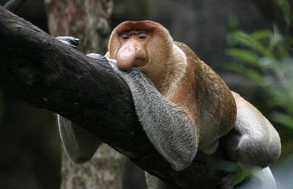 Proboscis Monkey(Uzun burunlu maymun) Güney Amerika'nın sulak ormanlarında rastlanan Uzun burunlu maymun, koku almaya duyarlı iri burunlarıyla dikkat çekiyor