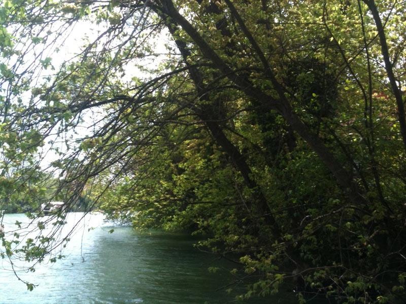 Dallarını nehrin suyuyla besleyen ağaçlar fotoğrafın güzide bir parçası.