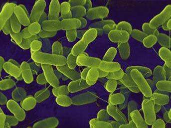 <p><strong><span style="color: #0000ff;">Mikrobiyom: Yaşam alanı olarak insan</span></strong></p>
<p>Bakteriler ve virüsler uzun bir zaman için tehlikeli enfeksiyon taşıyıcıları ya da en azından usandırıcı düşmanlar olarak kabul edildi. Ama bu bakış açısı son yıllarda özellikle de mikropların bedenimiz ve bağışıklık sistemi arasındaki ilişkileri inceleyen çok sayıda araştırmalarla tamamen değişti. Bedenimizdeki on hücreden biri bakteriyel, sadece sindirim sistemimizde bin çeşitten fazla bakteri türü yaşıyor. Metabolizmaları ve genleri bizimkilerle etkileşerek her şeyden önce enerji sarfiyatımız ve bağışıklık sistemi üzerinde etkili oluyorlar. Kalıtımımızda ise virüs benzeri oluşumların oranı yüzde sekiz civarında, virüs kökenli çok daha fazla bölümler var. Araştırmacılar insanı artık, mikrop ve insanın yakın ilişkisine dayanan bir süper organizma olarak görüyorlar.</p>