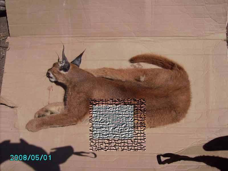 Pardus geçtiğimiz sene ilk kez yaralı olarak tesadüfen bulunmuş ve Haber 7 tarafından ilk kez görüntülenmişti.