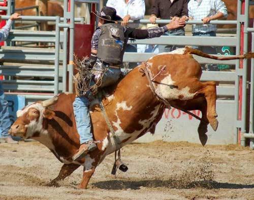 Rodeo esnasında yaşanan tehlikeli anlar...