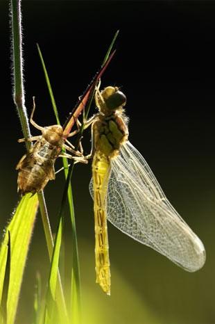 İngiltere'de her yıl düzenlenen British Wildlife Fotoğraf Ödülleri sahiplerini buldu. Bu yılın birincisi,Sula Sgeir denilen küçük ve ıssız bir İskoç adasında çektiği denizanası fotoğrafıyla Richard Shucksmith oldu. İşte yarışmada dereceye giren vahşi yaşamın içinden etkileyici kareler