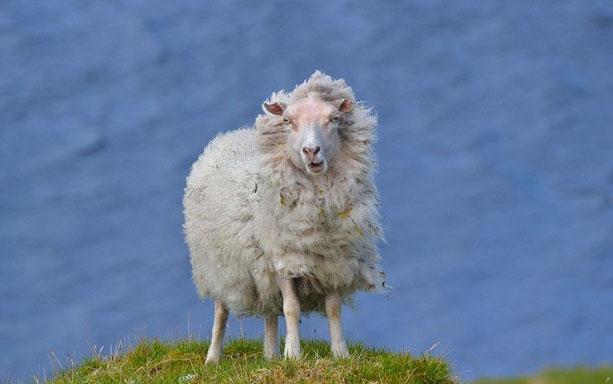 İngiltere'deki Kraliyet Hayvanlara Zulmü Önleme Topluluğu'nun (RSPCA) düzenlediği Genç Fotoğrafçılar Ödülleri sahiplerini buldu.