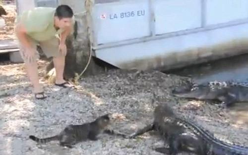 Arkadaşı ile geri gelen timsaha cesur kedicik sol pençesi ile patlatıyor