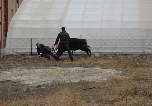 Kurban Bayramı'nın ilk kaçak haberleri gelmeye başladı. Erzurum'da kurban edilmek istenilen boğa sahibinin elinden kaçtıktan sonra şehir meydanında adeta terör estirdi.