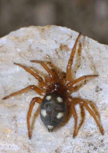 Bugüne dek 690 tür örümcek tespit edilen Türkiye'de, araknolojik çalışmaların azlığı nedeniyle bazı türlerin ilk kez tanımlandı. Aslında tüm örümceklerin zehirli olduğu belirtildi