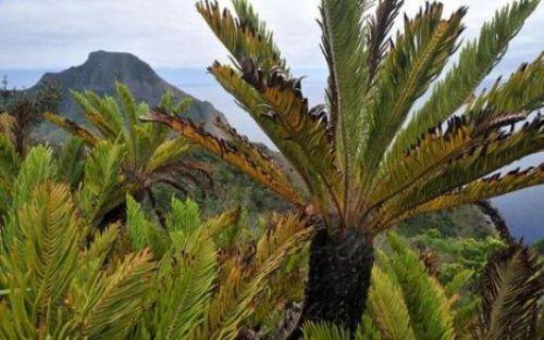 İşte 'Robinson Cruose'nun adası