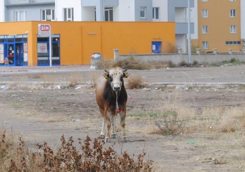 Kayseri'de sahibinin elinden kaçan kurbanlık dana trafikte tehlike saçtı.