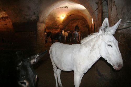 Dar sokakların temizliği için komşu illerden istediği özellikte eşek bulamayan Mardin Belediyesi, İtalya'nın eşekleri ile meşhur Sicilya Adası'ndan 15 tane eşek siparişi verdi.