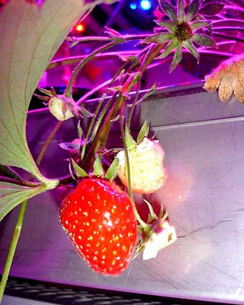 Kurumun yetkili isimlerinden Gertjan Meeuws, "Dünyanın yaşanabilir bir yer olmasını sürdürmek için biz de değişmek zorundayız. En az giderle en çok nasıl verim alınabilir, bunun çabasındayız. Doğal olan iyidir, ancak çok fazla doğal olan sonunda öldürücüdür" dedi. Meeuws, 140 bin nüfuslu Den Bosch'un günlük taze sebze ihtiyaçlarını karşılayabildiklerini ifade etti.