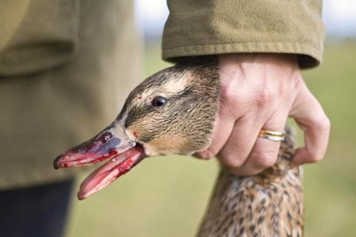 İngiltere'de her yıl düzenlenen British Wildlife Fotoğraf Ödülleri sahiplerini buldu. Bu yılın birincisi,Sula Sgeir denilen küçük ve ıssız bir İskoç adasında çektiği denizanası fotoğrafıyla Richard Shucksmith oldu. İşte yarışmada dereceye giren vahşi yaşamın içinden etkileyici kareler