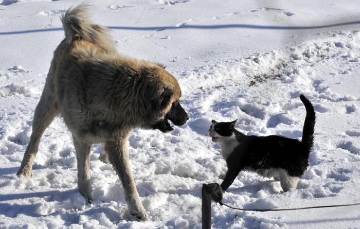 Birkaç dakika süren bu ölüm-kalım savaşında savunma yerine karşı saldırıya geçen  kedi galip geldi..