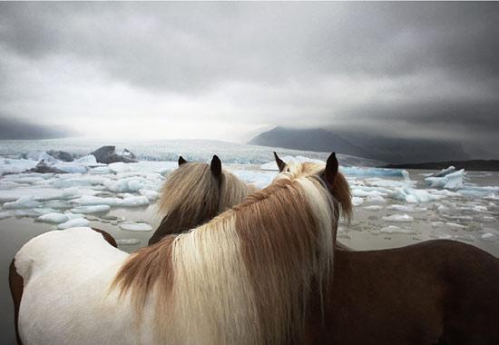 İngiliz fotoğraf ustası Tim Flach'ın "Atlar Dünyası" adlı fotoğraf sergisi