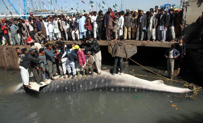 Pakistan'ın güneyindeki Sind eyaletinin başkenti Karaçi'de insanların görmek için sıraya dizildiği ve üstünde gezindiği dev "balina köpekbalığı" dün açık artırma ile satıldı.