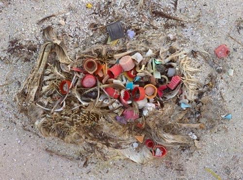 Chris Jordan
Erişkin albatroslar kirlenmiş okyanusun üzerinde süzülüp yiyecek sandıkları plastik parçalarını sudan topluyor ve yuvadaki yavrularını bunlarla beslemeye çalışıyor.