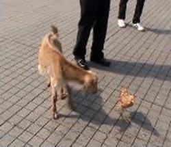 Taksim Meydanı, bu kez iki farklı aşığı misafir etti. Sahibiyle birlikte meydanı gezmeye geleni keçi ile horozun bir birlerine olan bağı, görenleri hayrete düşürdü. Horoz, Taksim'de gezinen keçiyi bir an olsun yalnız bırakmadı.(CİHAN/Sümer Avcı)