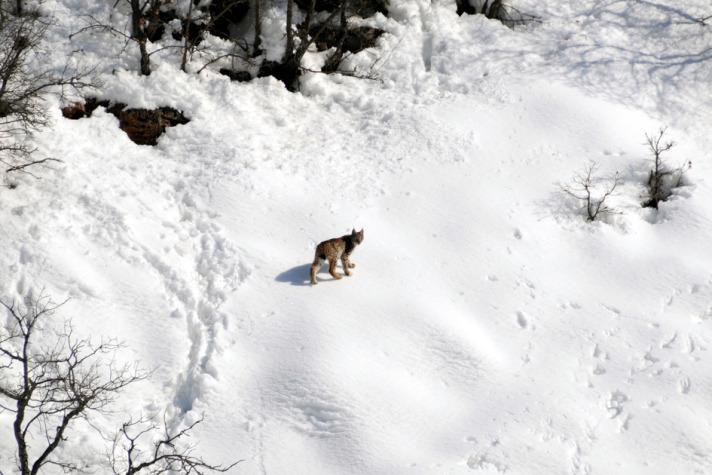 Tunceli Avcılık Atıcılık ve Dayanışma Derneği Başkanı Hakkı Suvan, yaptığı açıklamada, yoğun kar yağışı nedeniyle Pülümür Vadisi'ndeki yaban hayvanlarının Tunceli-Erzincan karayoluna indiğini ifade ederek, ''Bölgemize yoğun kar yağdı. Yaban hayvanları genellikle yol boylarına geliyor. Özellikle bölgemizde vaşaklar ana yola inmekte. Birkaç gündür yol boyunda görünmekteler'' diye konuştu.