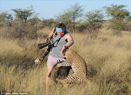 Afrika'da safariye çıkan belgesel ekibi, çekim otosunun üzerine tırmanan leoparı görünce büyük panik yaşadı. Fotoğrafçının leoparla burun buruna geldiği an: