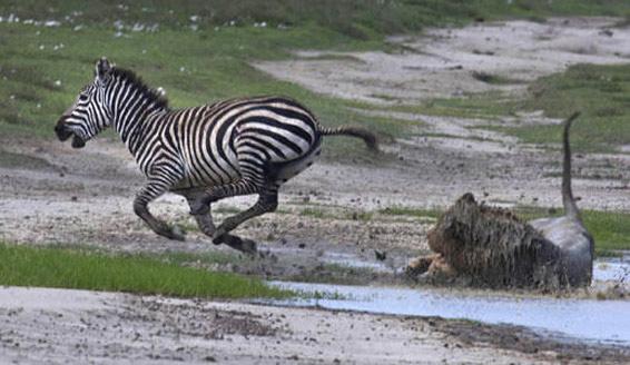 Zebra diğer aslan kendisine ulaşamadan kaçmayı başardı.
<br><br>
Tur operatörü Thomas Whetten, "Çamurun içinde dehşet verici bir yaşam savaşı söz konusuydu. Boğuşan iki hayvandan bir biri bir diğeri yerde kalıyordu. Ama kazanan o müthiş çifteyi indiren zebra oldu... Bu müthiş bir görüntü oldu. Hatta tüm belgeselerden daha iyi oldu. Çünkü bu güne kadar çok az zebra ölümcül pernçelerden kurtulmayı başardı" dedi. 
<br><br>
(express.co.uk - Türkiye, Milliyet)