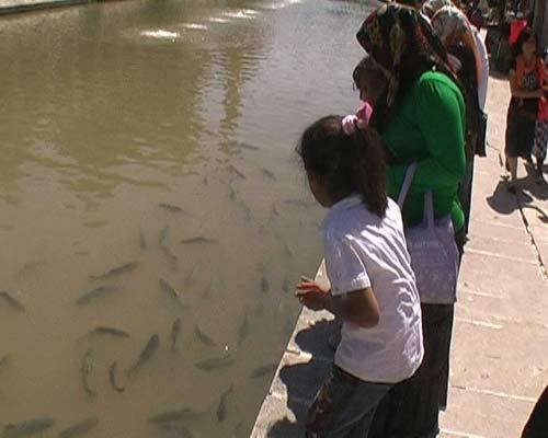 Şanlıurfada yerli ve yabancı turistlerin uğrak yeri olan tarihi Balılgöl, son günlerde suyunda görülen kirlilikten dolayı, bulanık renge dönüştü. Kutsal olduğuna inanılan balıklar çamura battı
