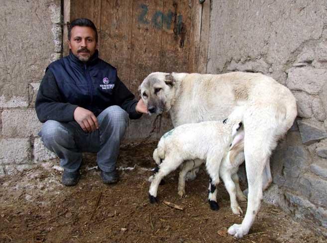 Boncuk gün içinde 20-25 dakika yavru kuzularla zaman geçirirken, kuzular emmediği zaman üzülüyor ve yemek yemiyor.