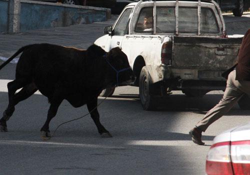 Kurban Bayramı'nın ilk kaçak haberleri gelmeye başladı. Yurdun çeşitli yerlerinde kurban edilmek istenilen boğalar sahiplerinin elinden son dakikada kaçıp adeta terör estirdi.