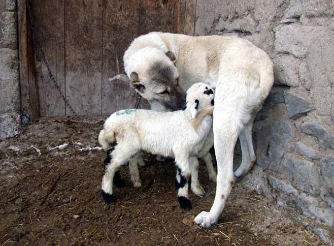 Çoban köpeği Boncuk, zaman zaman dağda kalan yavruları ağzıyla taşıdığı için kuzularla yakınlaşması zor olmadı.
