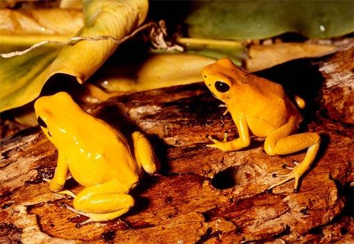 POISON DART FROG/FIRLAYAN ZEHİRLİ KURBAĞA;
Vücütlarının arka kısmını yırtıcı tutmak için vücutları bir nörotoksin salgılar.Her kurbağa 10 insanı öldürebilecek kadar toksin salgılayabilir.