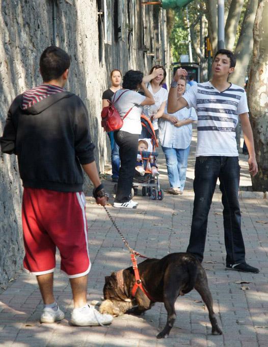 İstanbul'un Beşiktaş semtinde pitbull cinsi köpek sahibinin gözyaşlarına aldırmadan bir kediyi parçaladı. Cadde ortasında yaşanan korkunç olay vatandaşları dehşete düşürdü: