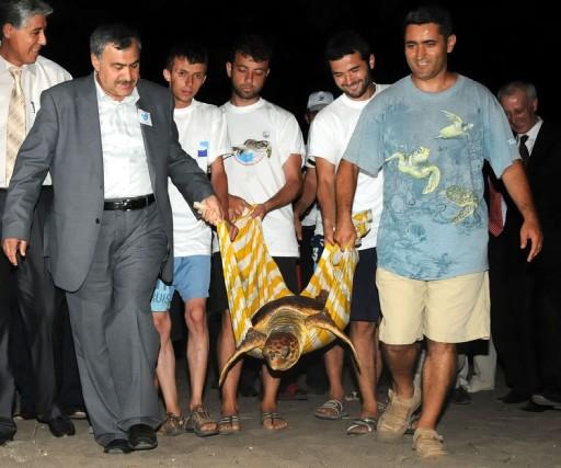 Muğla'nın Köyceğiz ilçesinin Dalyan beldesinde bulunan Deniz Kaplumbağaları Araştırma Kurtarma Rehabilitasyon ve Bilgilendirme Merkezi'nde incelemelerde bulunan Çevre ve Orman Bakanı Veysel Eroğlu, tedavisi tamamlanan bir caretta caretta'yı denize bıraktı