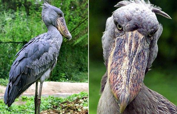Pabuçgaga Doğu Afrika'da yaşayan bir kuş türü. 19. yüzyılda keşfedilen Shoebill'in kanat genişliği 7 metreyi buluyor. Shoebill saldırı esnasında oldukça hızlı ve güçlüdür.