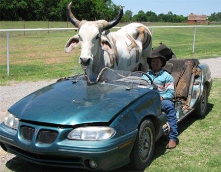 Sivas'ta 2003 yılında sahibi tarafından otomobile bindirilip veterinere götürülen ve dünyaca üne kavuşan 'Dana Ferhat'ın ardından bir vaka da ABD'de objektiflere yakalandı.