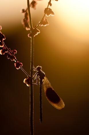 İngiltere'de her yıl düzenlenen British Wildlife Fotoğraf Ödülleri sahiplerini buldu. Bu yılın birincisi,Sula Sgeir denilen küçük ve ıssız bir İskoç adasında çektiği denizanası fotoğrafıyla Richard Shucksmith oldu. İşte yarışmada dereceye giren vahşi yaşamın içinden etkileyici kareler