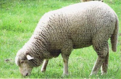 <b>''PADİŞAH KOYUN YA DA KOÇ KESERDİ''</b><br><br>
''Günümüzde kurbanlıklarda büyükbaş hayvan tercih edilirken, Osmanlı genellikle küçükbaş kesmeyi tercih etmiştir'' diyen Demirel, küçükbaş hayvanın üremesinin daha kolay olduğuna dayanarak, böyle bir uygulamaya gidildiğini söyledi.<br><br>
Demirel, "Küçükbaş, yılda bir yavru verirken büyükbaş birkaç yılda bir üreyebiliyordu. Hatta padişah bizzat koyun ya da koç kestiriyordu. Padişaha bakanlar da bunu görüyorlardı." dedi. Bu durumun ikinci sebebini Demirel, Osmanlı'da koyun etinin daha makbul olmasına bağlarken, o dönemde sığır etinin günümüzün aksine daha ucuz olduğunu sözlerine ekledi.