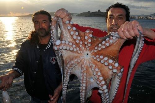 Muğla'nın Bodrum ilçesinde, sabah saatlerinde tekneyle denize açılan bir grup dalgıç, günde yaklaşık 20-25 kilogram ahtapot avlıyor.