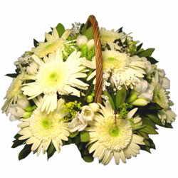 Gerbera: İyimserlik
