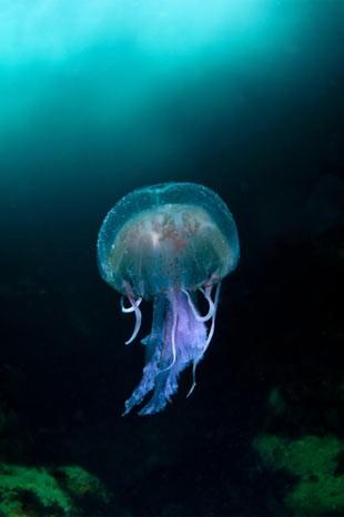 İngiltere'de her yıl düzenlenen British Wildlife Fotoğraf Ödülleri sahiplerini buldu. Bu yılın birincisi,Sula Sgeir denilen küçük ve ıssız bir İskoç adasında çektiği denizanası fotoğrafıyla Richard Shucksmith oldu. İşte yarışmada dereceye giren vahşi yaşamın içinden etkileyici kareler