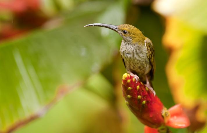 Yüzölçümü 743 bin kilometre kare olan Borneo adası, dünyanın üçüncü büyük adası konumunda bulunuyor.